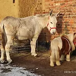 Çiftlik konaklama Pferdepension Jaeger