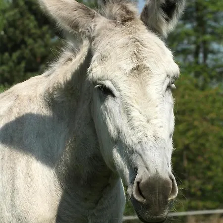 Alojamento de Turismo Rural Pferdepension Jaeger *