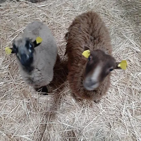 Фермерский дом Pferdepension Jaeger *