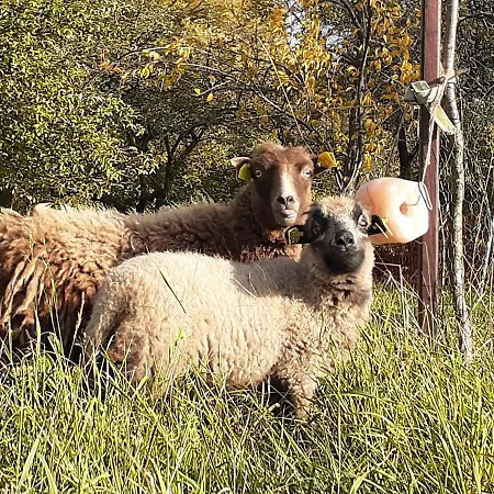 Pferdepension Jaeger Séjour à la ferme Markranstädt