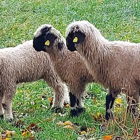 Pferdehof Jäger *