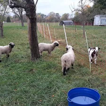 Alojamento de Turismo Rural Pferdepension Jaeger *