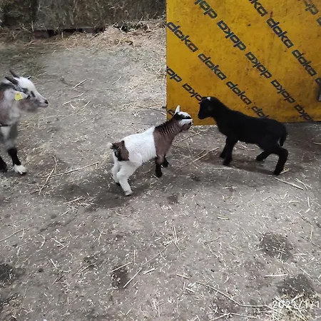 Pferdepension Jaeger Маркранштедт