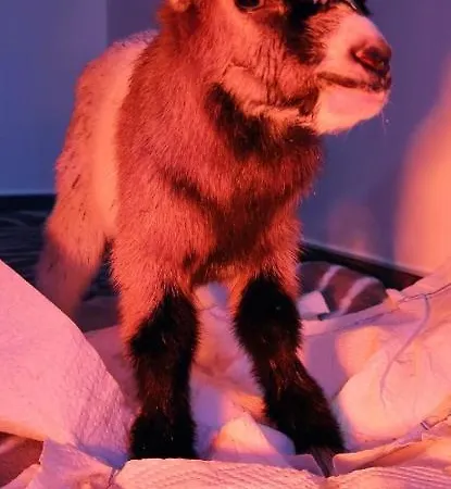 Alojamento de Turismo Rural Pferdepension Jaeger *