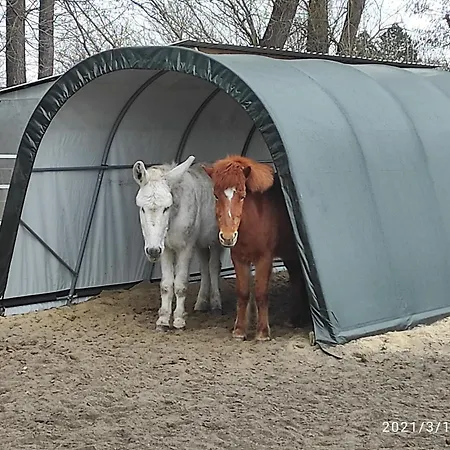 Pferdepension Jaeger Farm stay