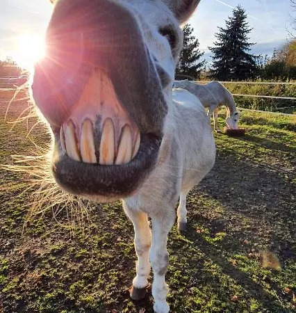 Pferdepension Jaeger Фермерский дом