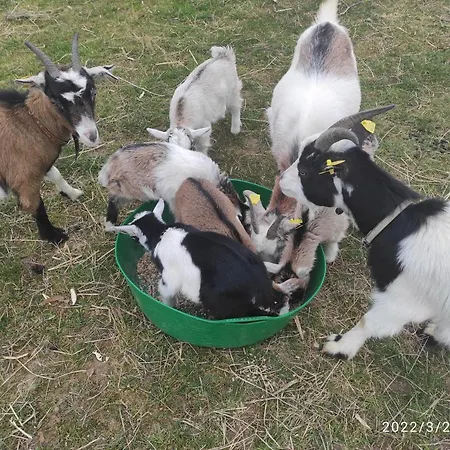 Pferdepension Jaeger *