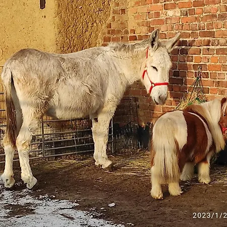 Фермерский дом Pferdepension Jaeger