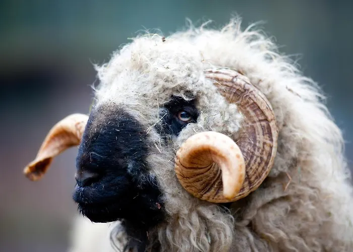 Pferdepension Jaeger Markranstaedt