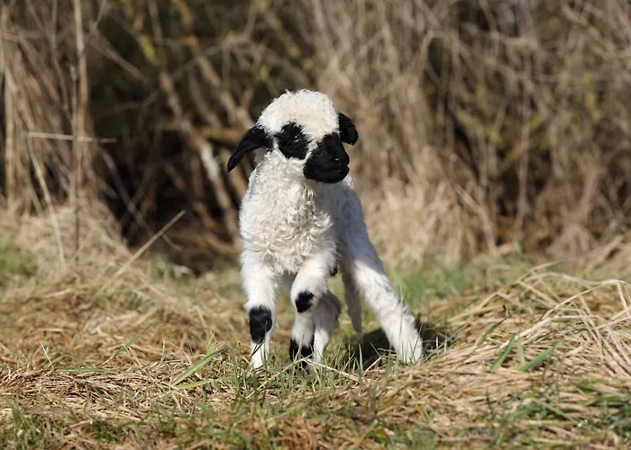 Farm stay Pferdepension Jaeger Markranstaedt