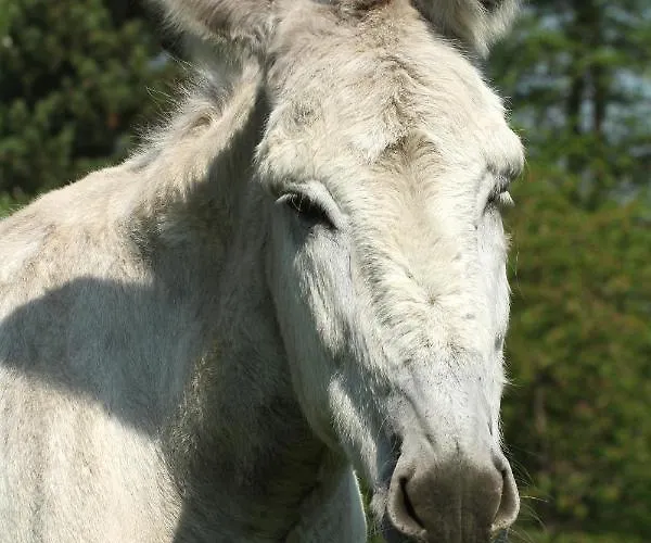 Farm stay Pferdepension Jaeger *