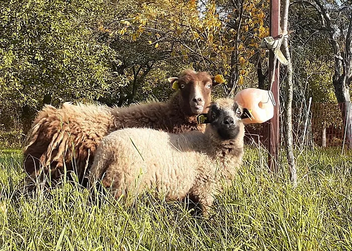 Pferdepension Jaeger 农家乐 Markranstädt