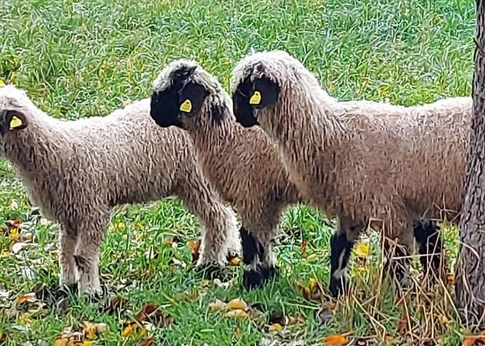 Pferdepension Jaeger *