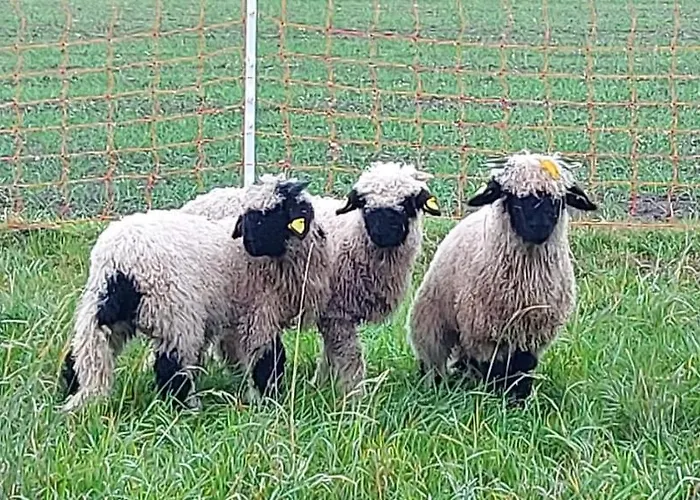 Pferdepension Jaeger * Markranstaedt