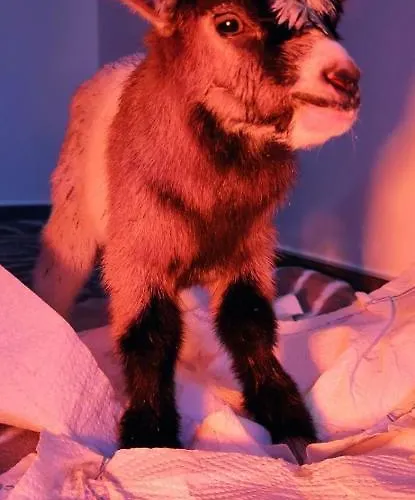 Farm stay Pferdepension Jaeger *