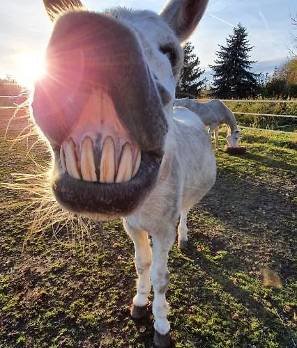 Pferdepension Jaeger Farm stay